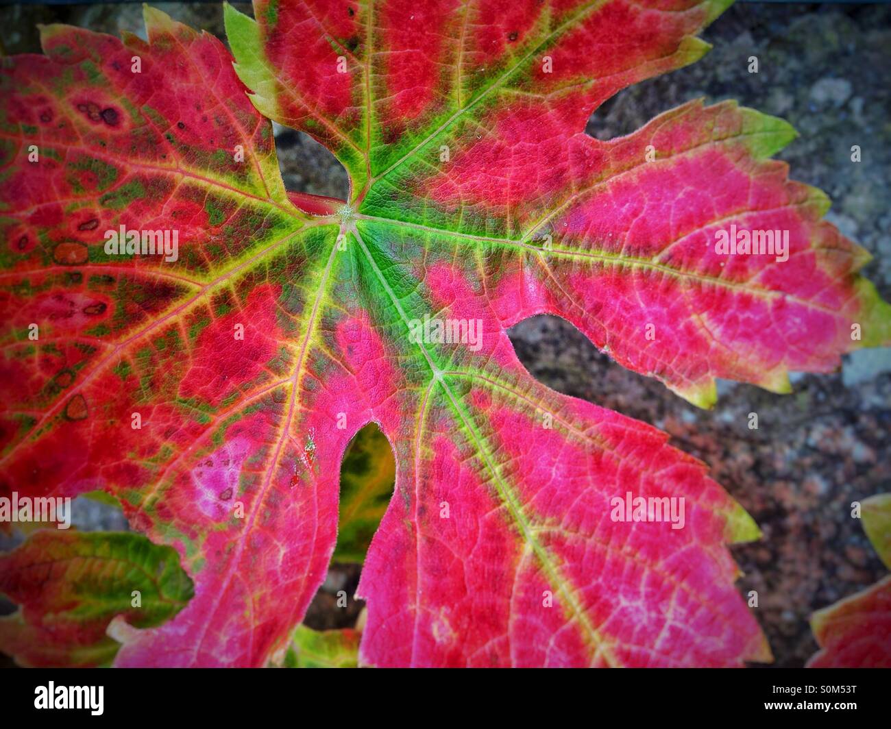 Autunnale di foglia di vite Foto Stock