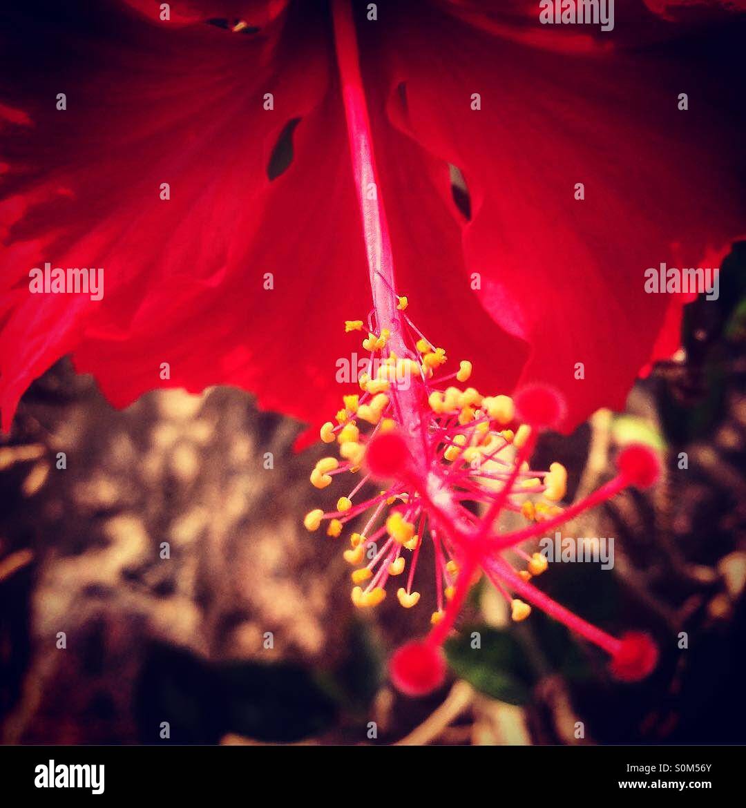 La natura della stranezza Foto Stock