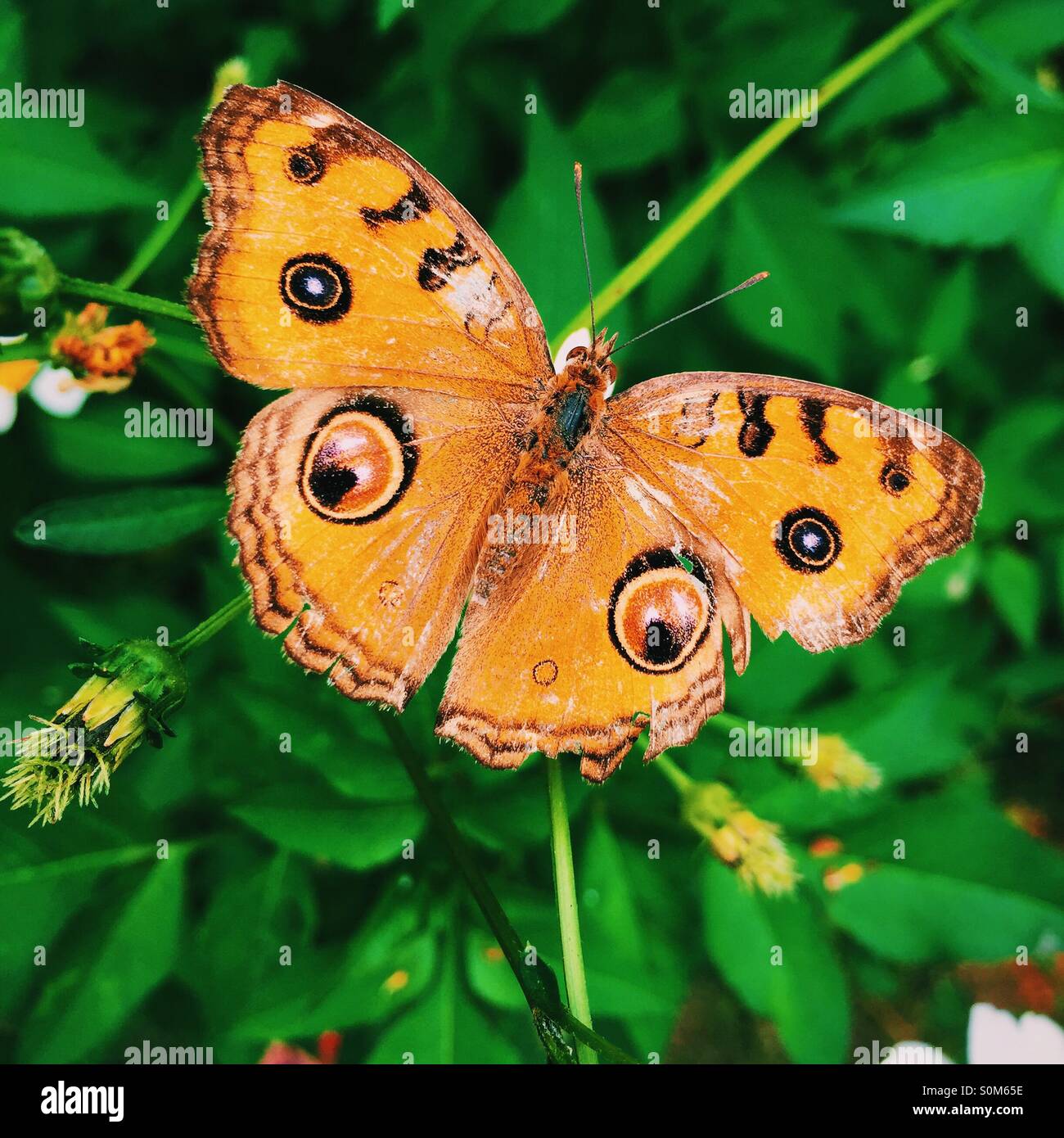 La bellezza della sua natura Foto Stock