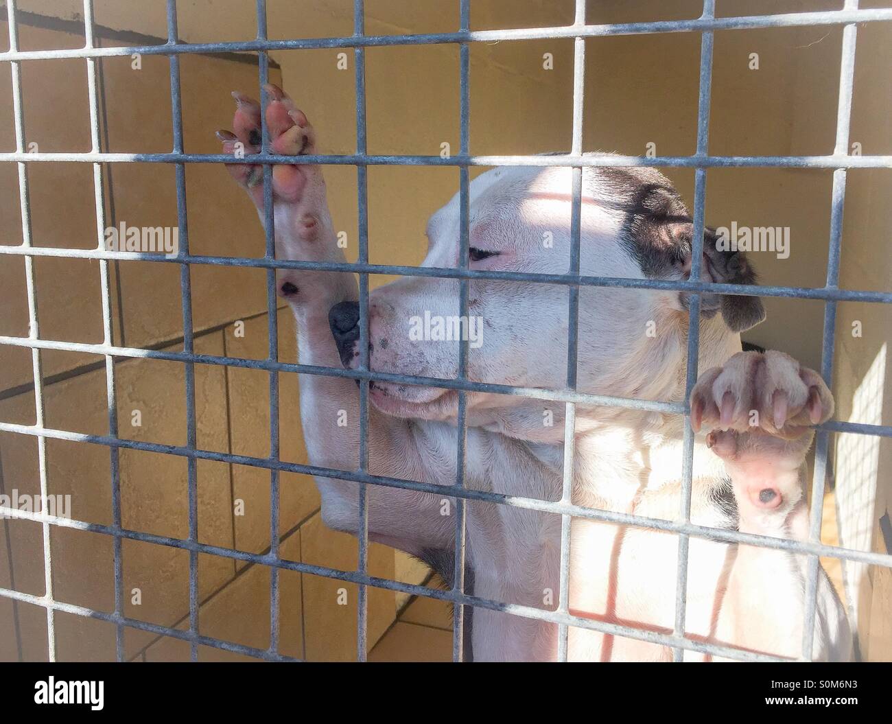 Giovane cucciolo animale nel centro di salvataggio - Immagine stock catturata con smartphone