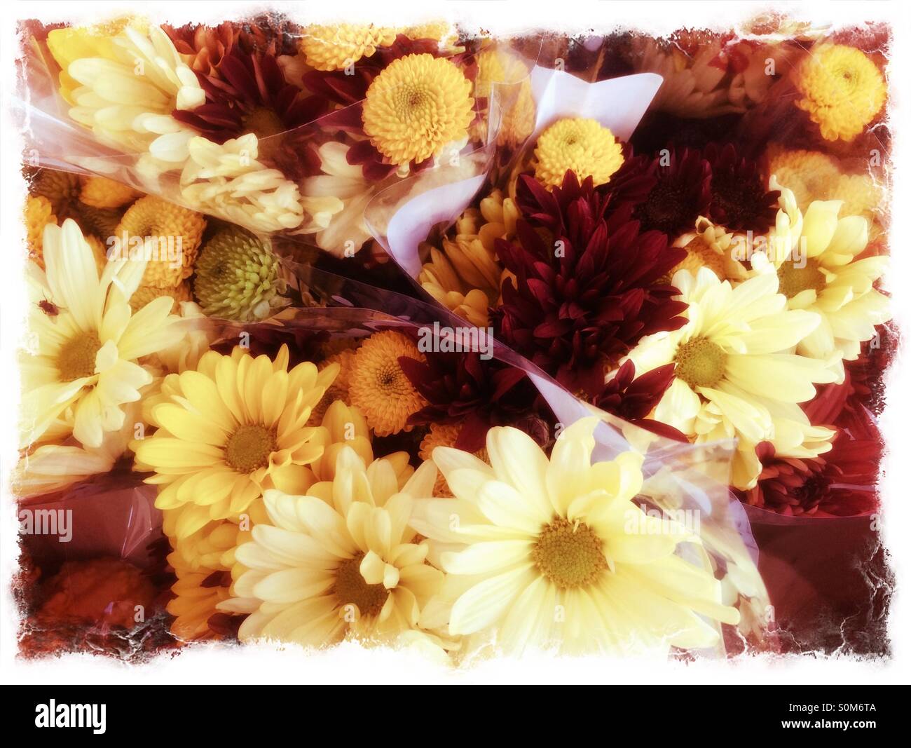 Autunno crisantemi. Telaio completo - Immagine stock catturata con smartphone