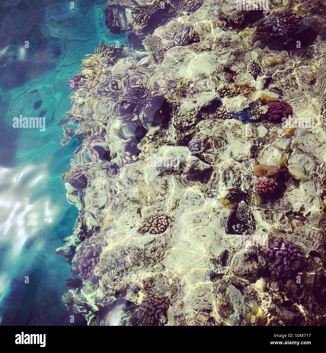 Paradiso tropicale - Immagine stock catturata con smartphone
