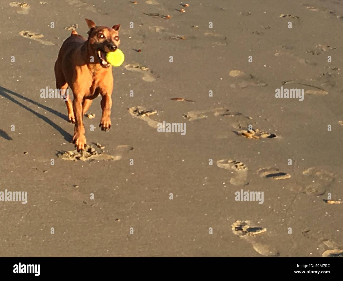 Un Pinscher in miniatura con entusiasmo la riproduzione di recuperare con una sfera gialla sulla spiaggia - Immagine stock catturata con smartphone