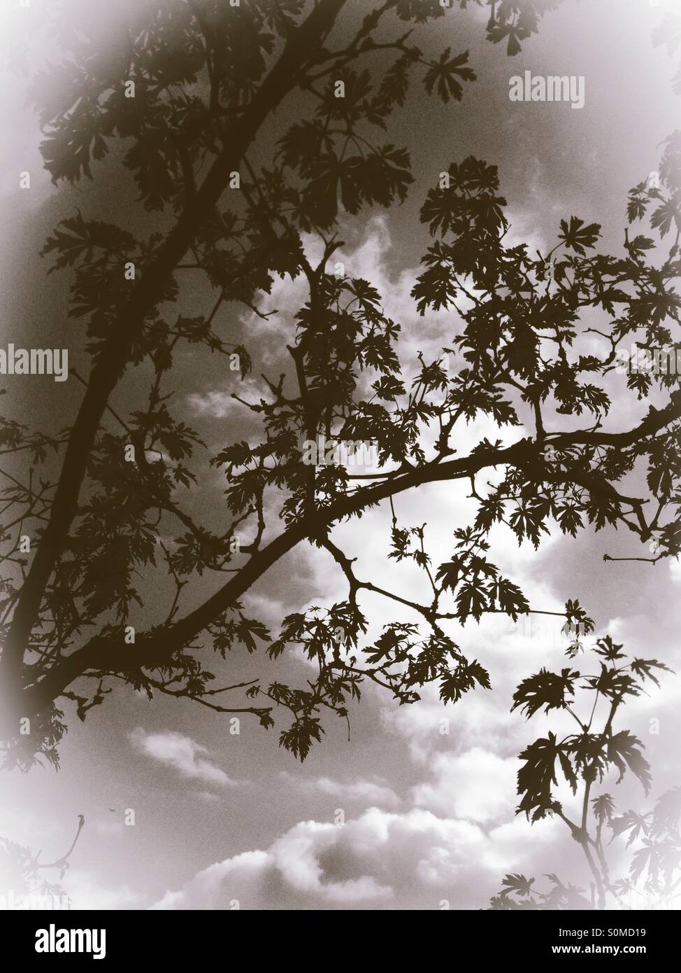I rami degli alberi stagliano contro il cielo - Immagine stock catturata con smartphone