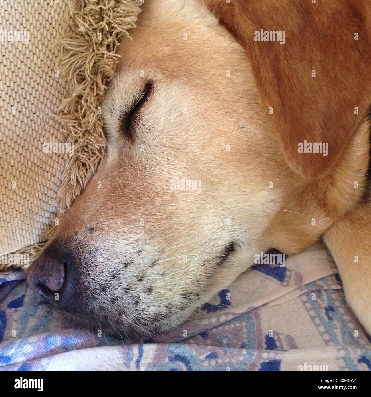 Cane di sonno rilassante sul lettino a casa - Immagine stock catturata con smartphone