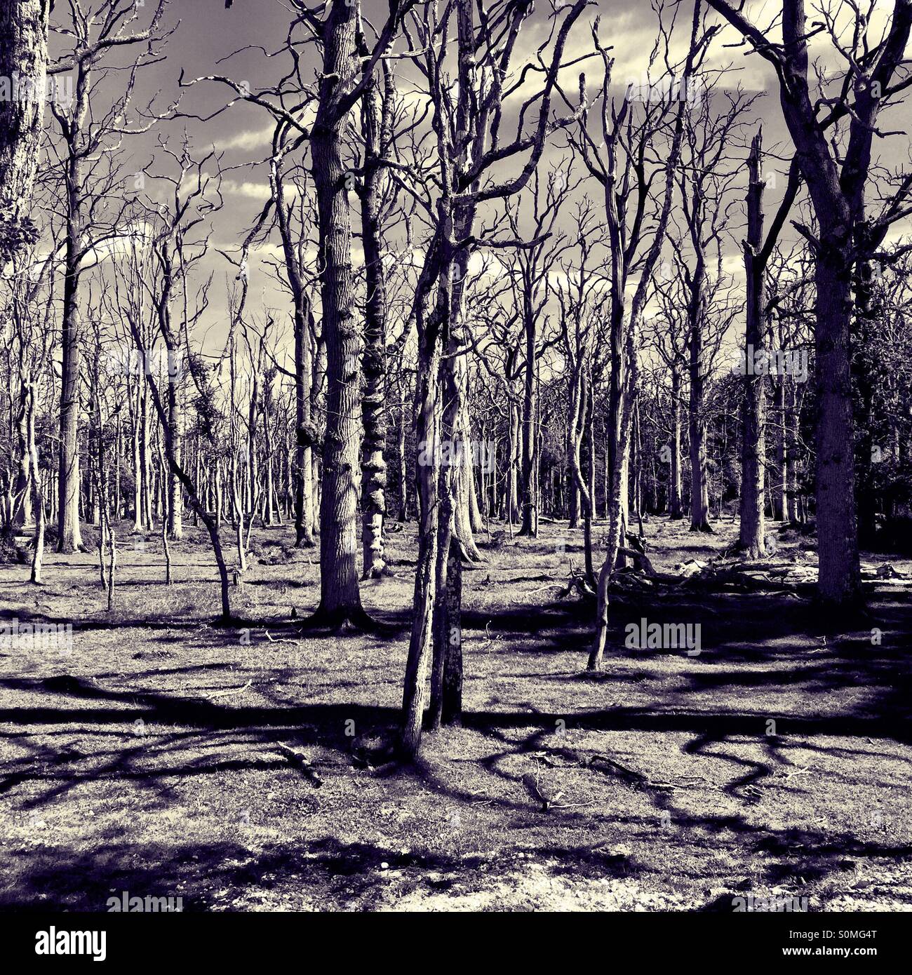Una foresta senza foglie in inverno Foto Stock