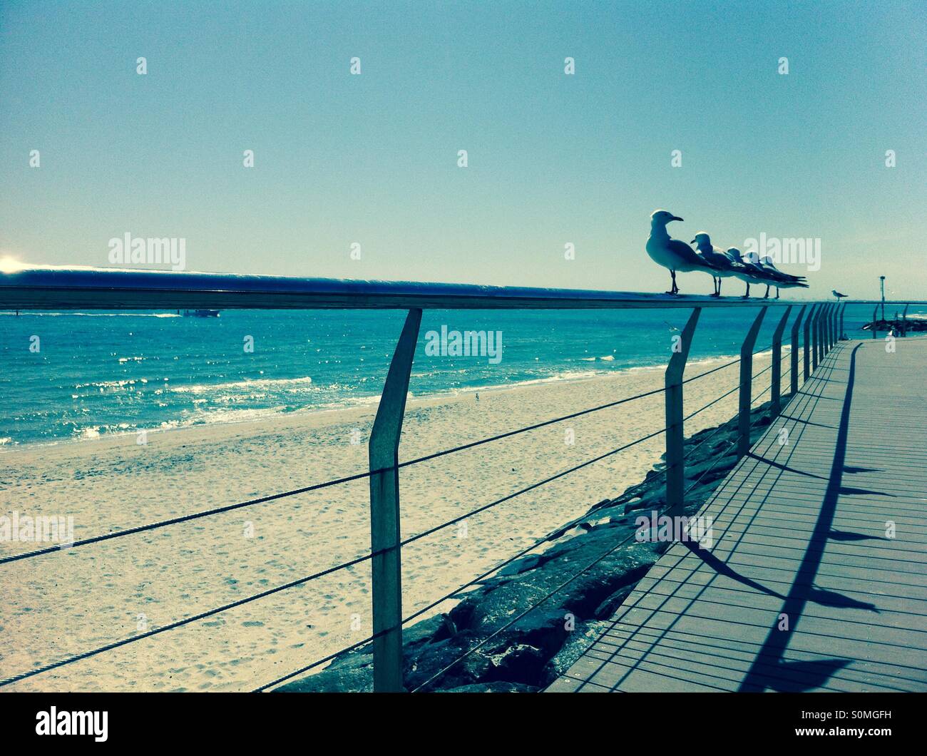 Gabbiani spiaggia immagini e fotografie stock ad alta risoluzione