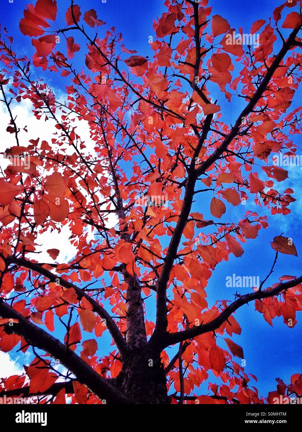 Albero di autunno - Immagine stock catturata con smartphone