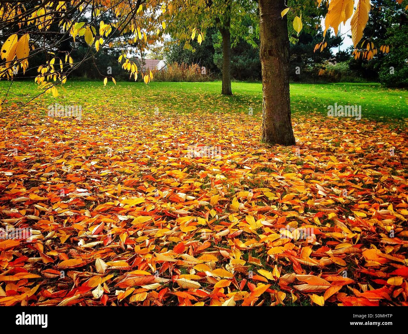 Foglie di autunno - Immagine stock catturata con smartphone