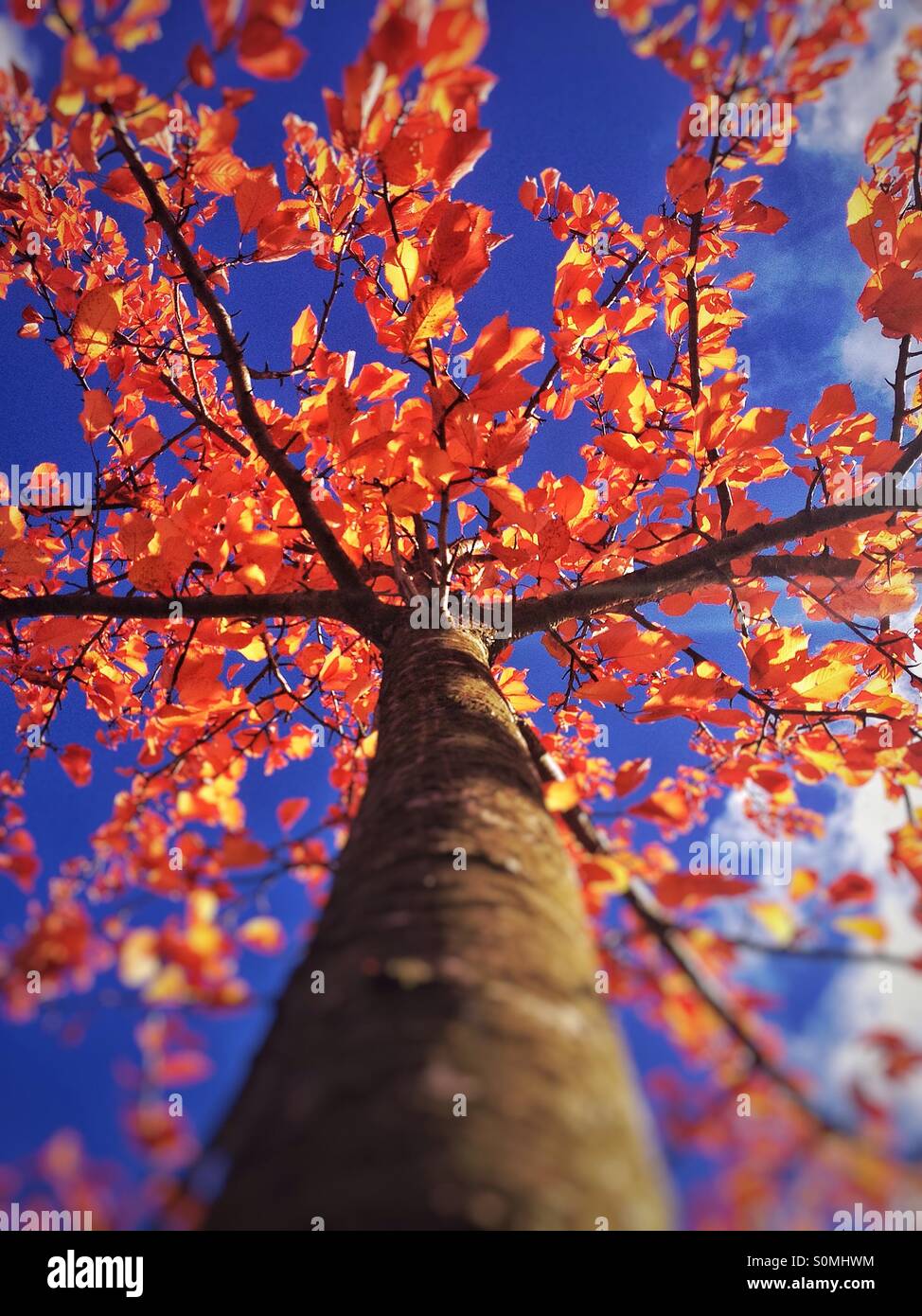 Albero di autunno - Immagine stock catturata con smartphone