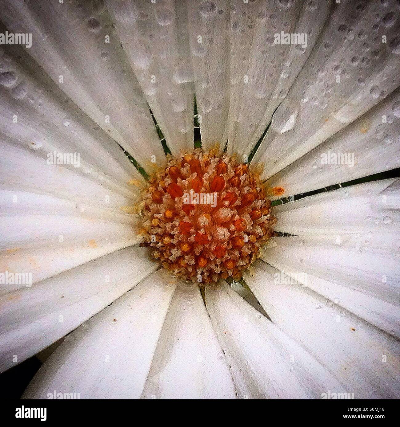 Gocce di acqua su un fiore a margherita in ostello medievale, Peña de Bernal, Ezequiel Montes. Queretaro, Messico Foto Stock