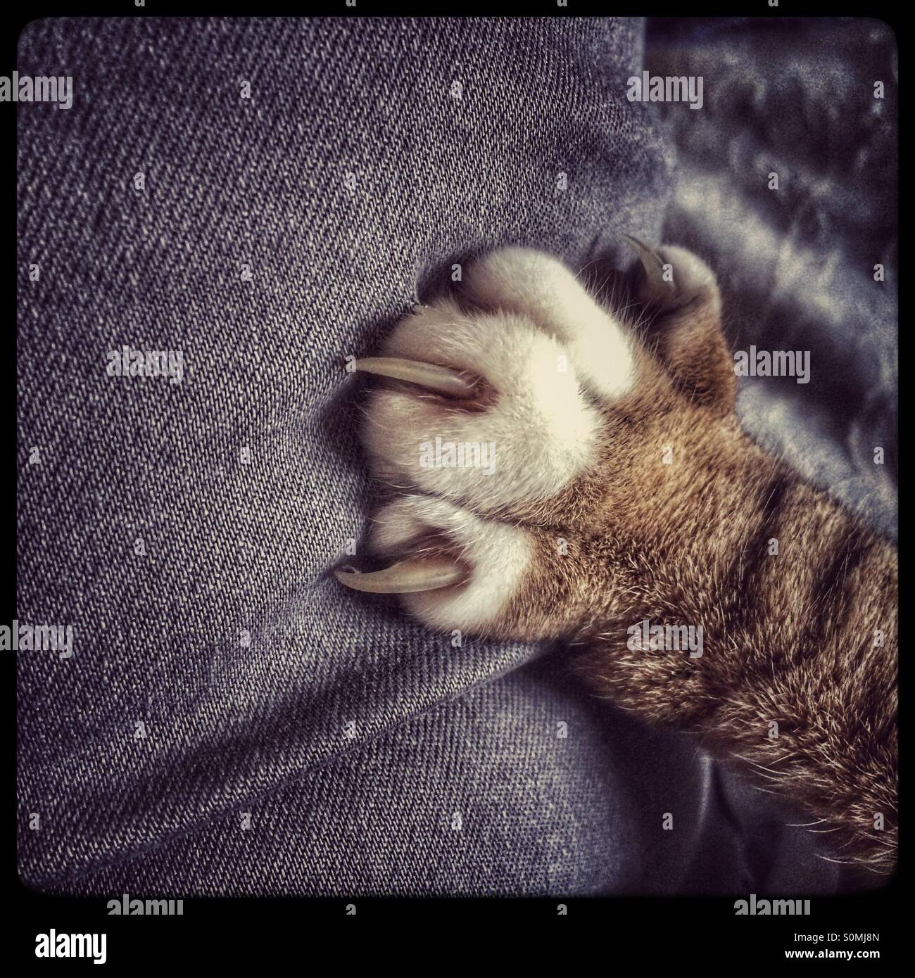 Cat 's zampa sul denim. Foto Stock
