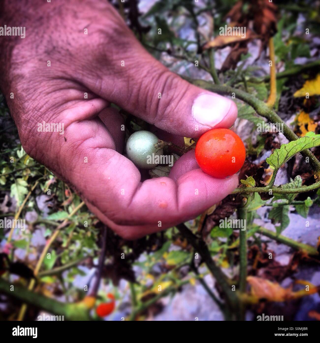 Un uomo di raccolti biologici e naturali non OGM pomodori ciliegia growed senza pesticidi o erbicidi in ostello medievale, Peña de Bernal, Queretaro, Messico Foto Stock