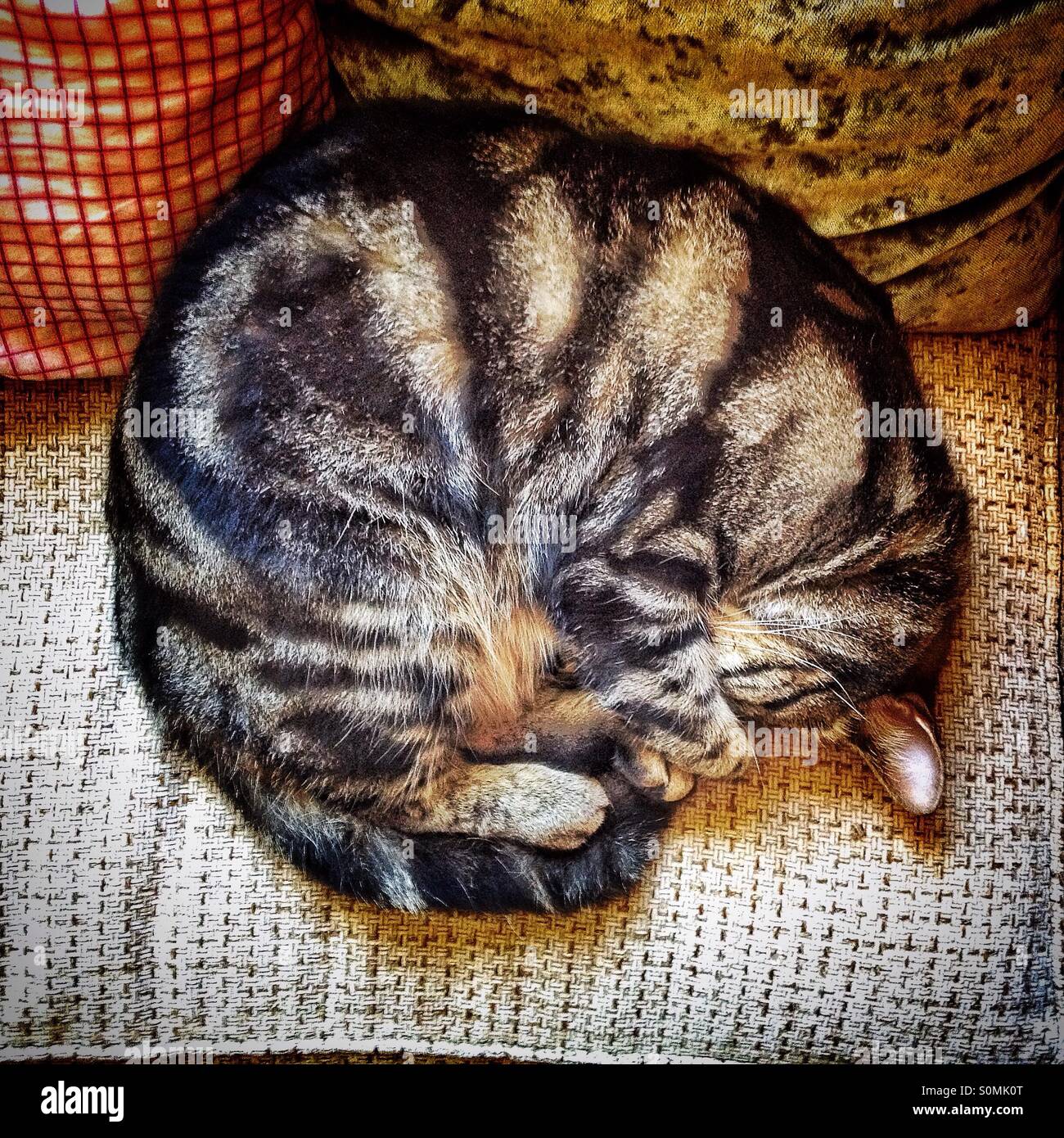 Gatto di sonno Foto Stock