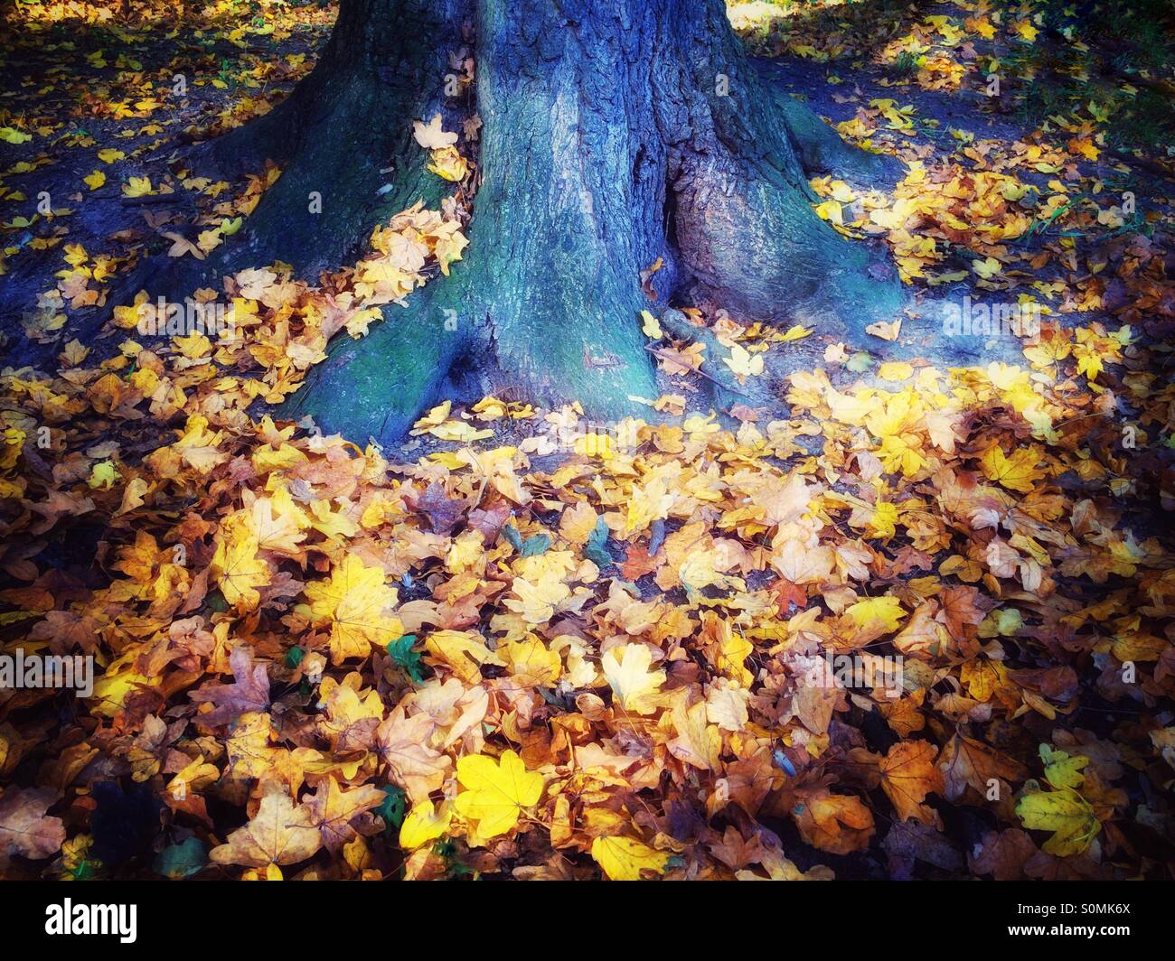 Un autunno scena di caduti oro e marrone lascia sul terreno attorno a un albero. - Immagine stock catturata con smartphone