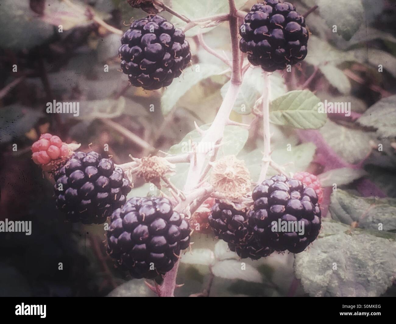 More crescente selvatici Foto Stock