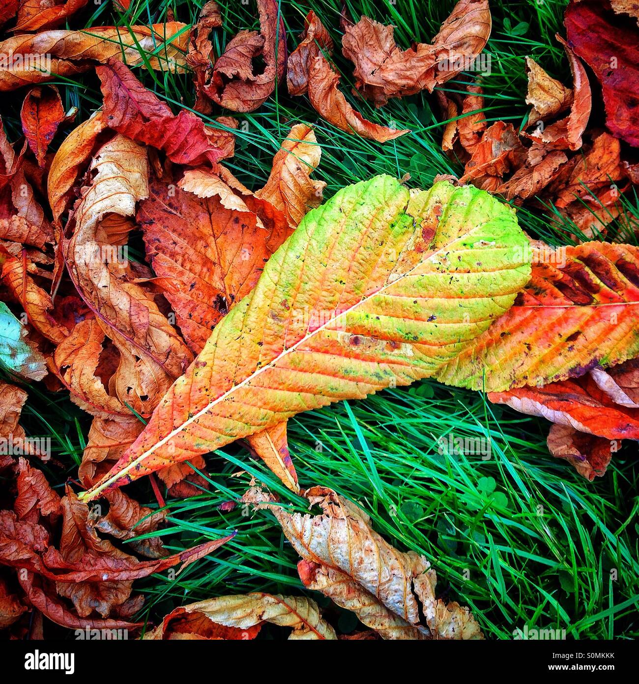 Foglie di autunno ippocastano Foto Stock