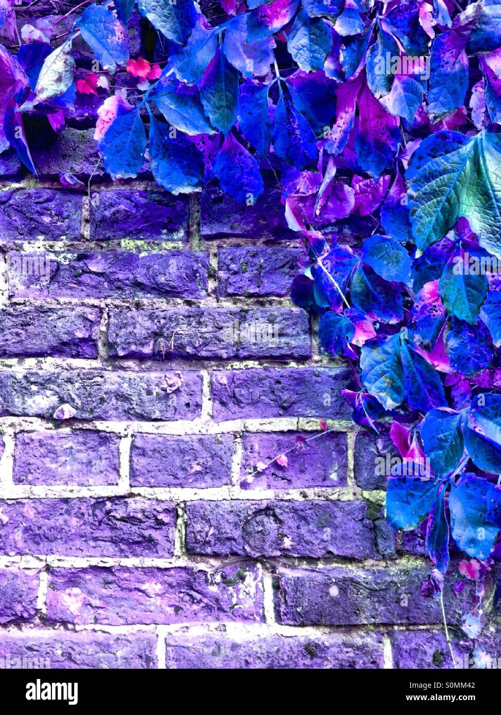 Cambiamento di colore sulle foglie contro un muro di mattoni Foto Stock