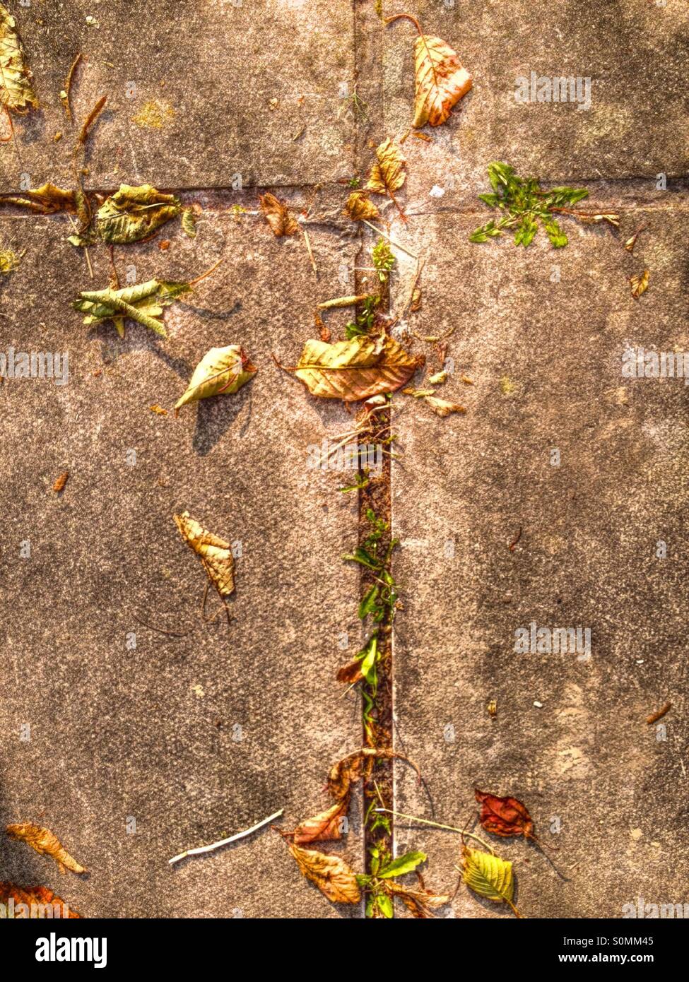 Spaccatura nella pavimentazione con foglie di autunno Foto Stock