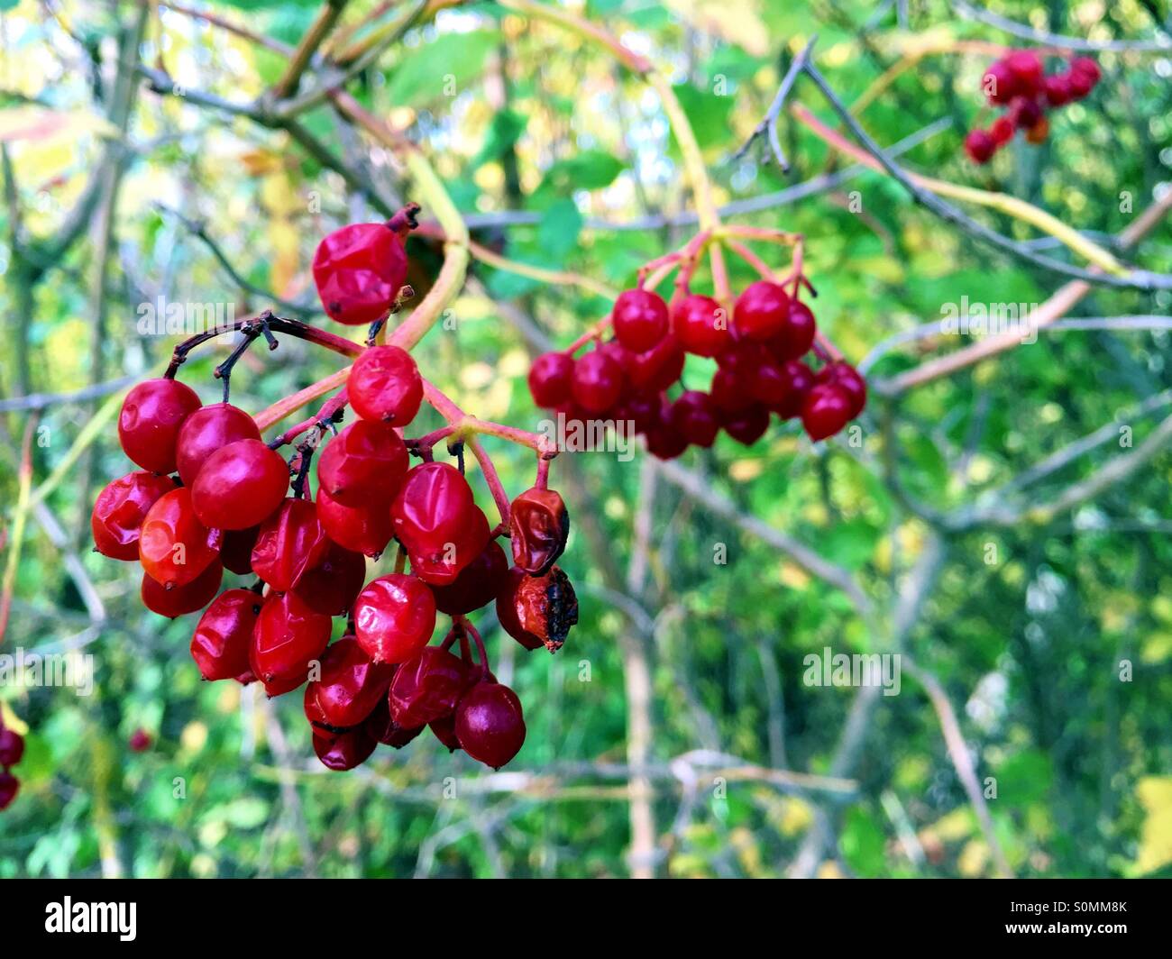 Viburno bacche di Rosa in autunno Foto Stock