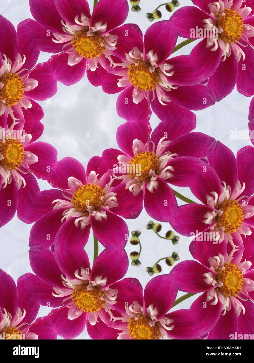 Immagine di caleidoscopio di fiori dahlia Foto Stock