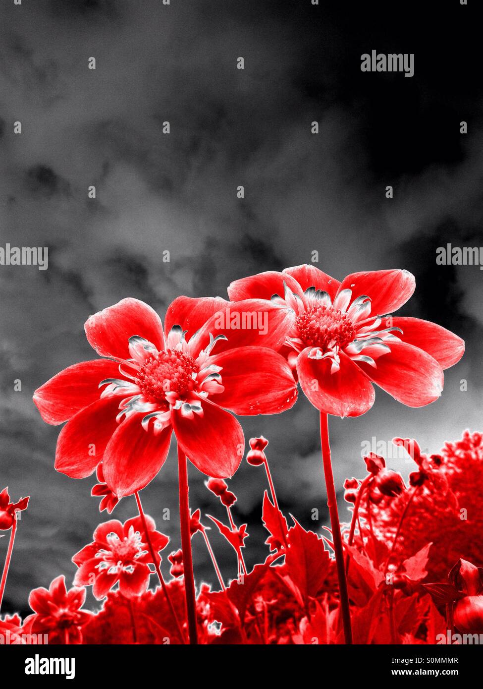 Arte effetto sui fiori dalia Foto Stock