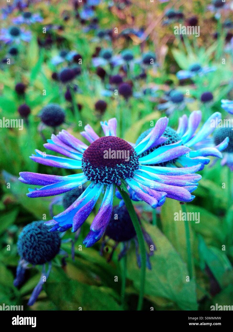 Cambiamento del colore sui fiori rudbeckia Foto Stock