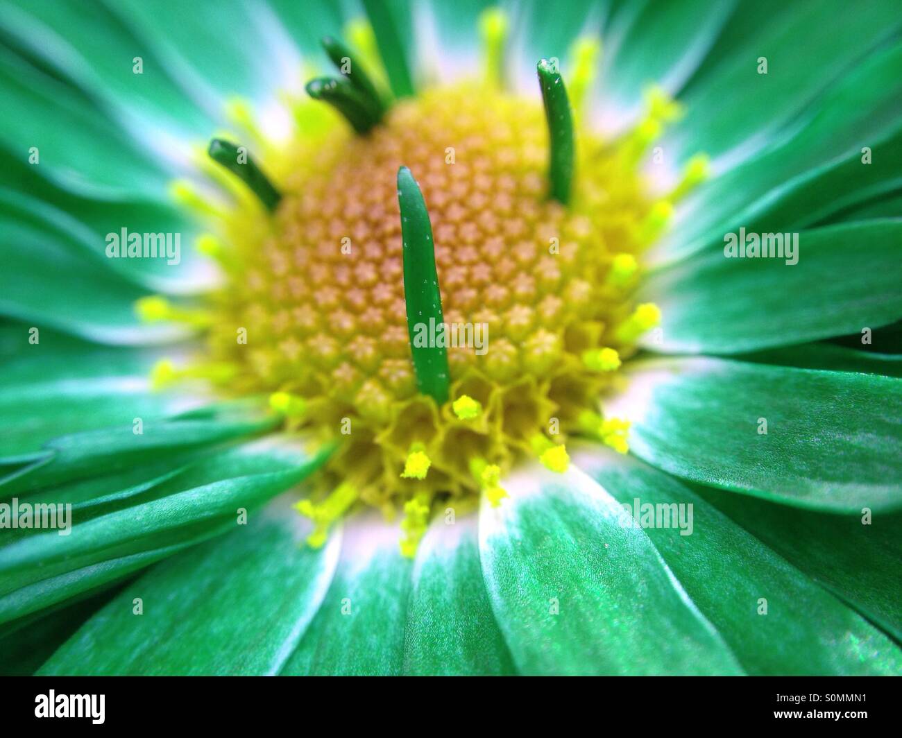 Cambiamento del colore sui crisantemo fiore Foto Stock