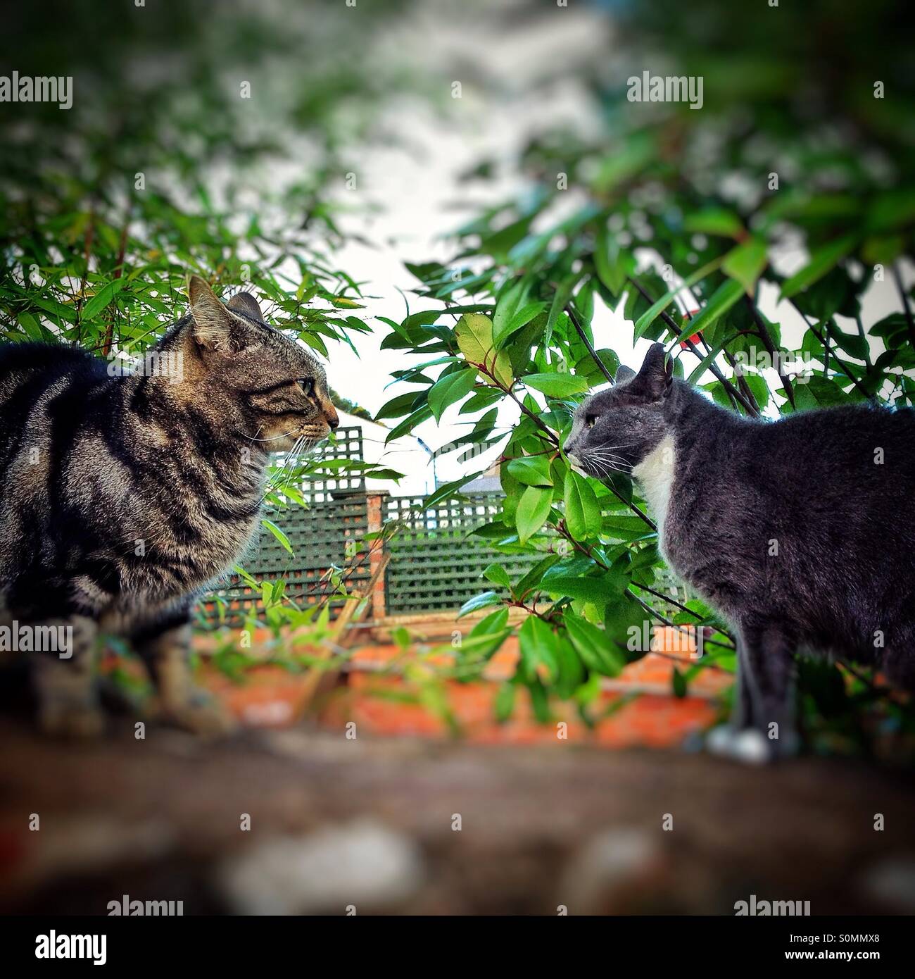 Gatti in uno standoff Foto Stock