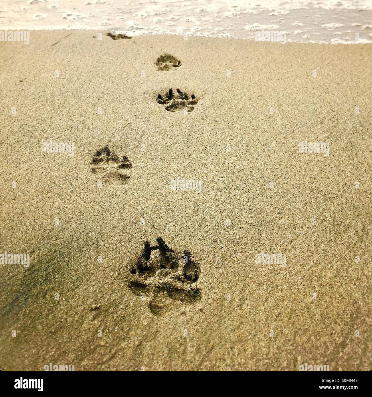 Zampa del cane impronte nella sabbia che conduce all'oceano. - Immagine stock catturata con smartphone