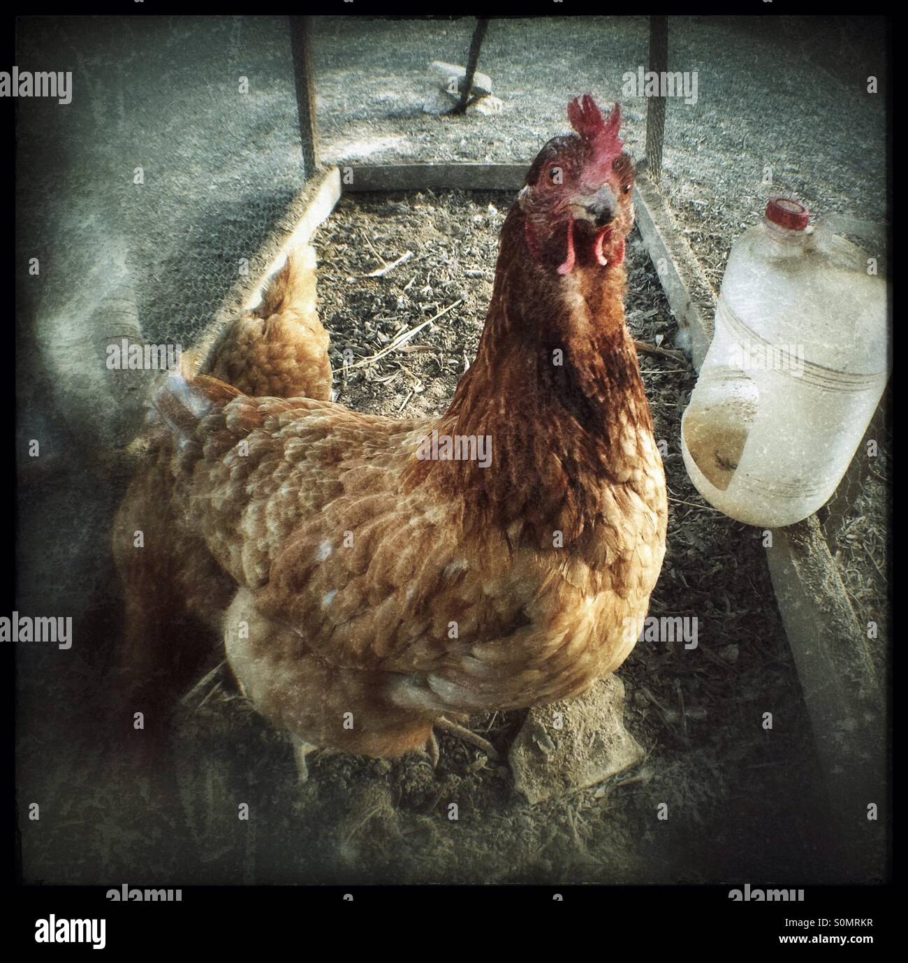 Curioso il pollo nel cortile colpo di stato. Foto Stock