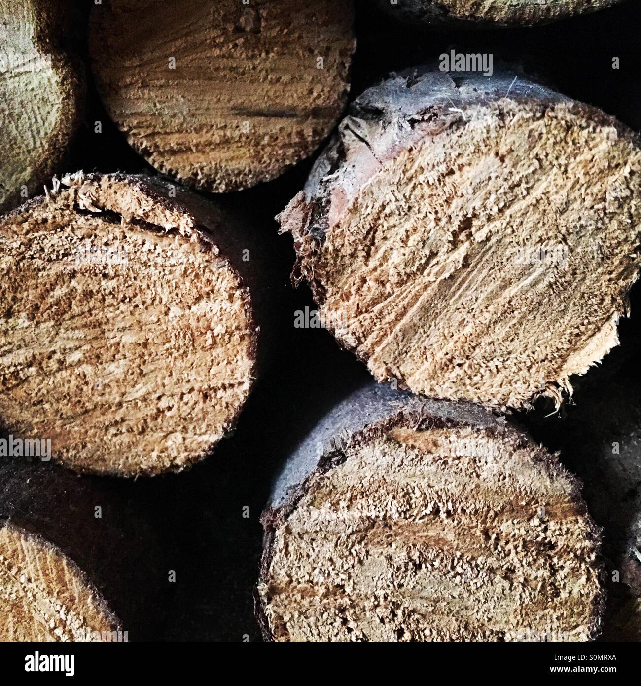 Close-up di tagliare logs. - Immagine stock catturata con smartphone