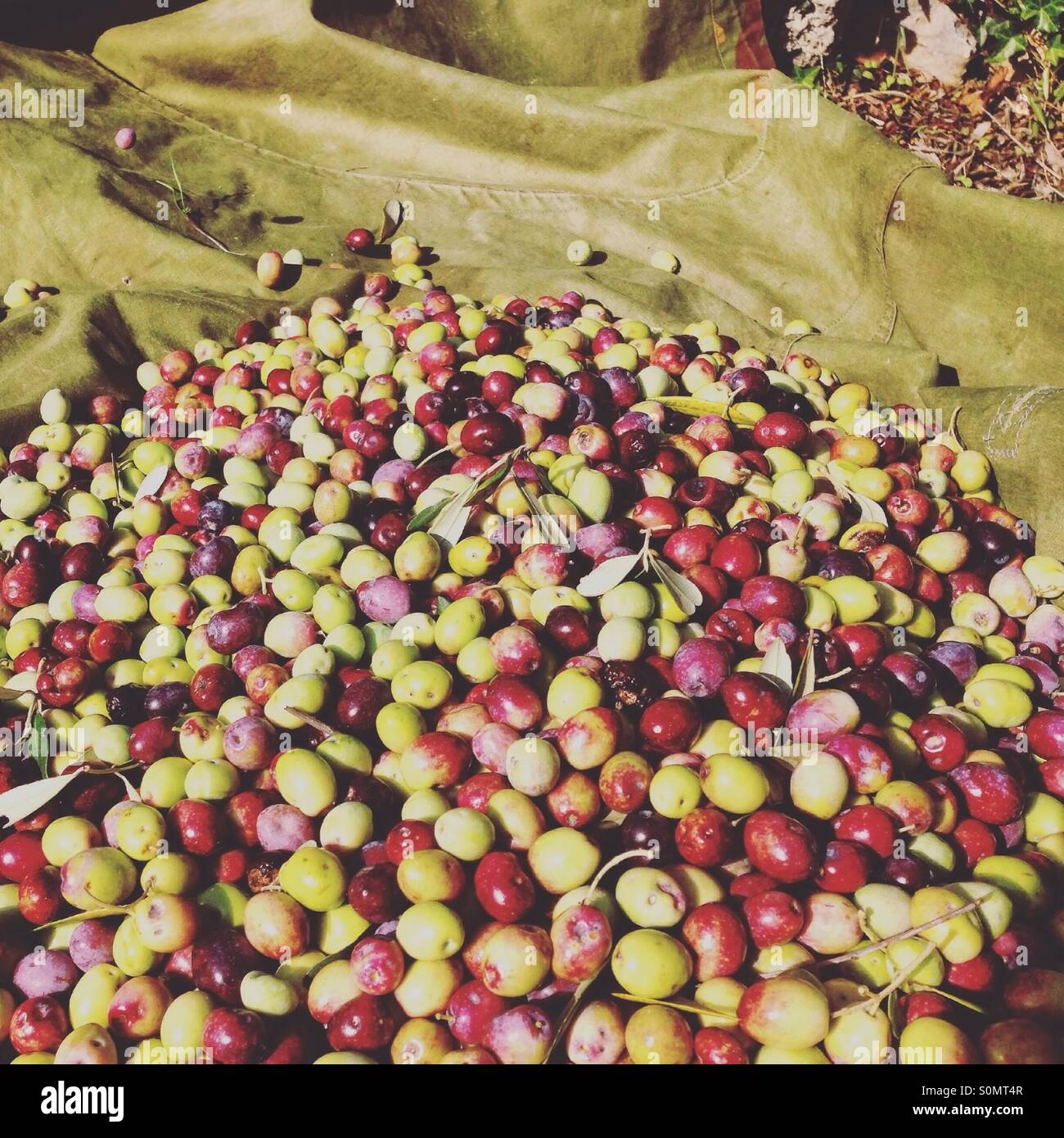 Raccolte le olive fresche sul pavimento pronto per l'elaborazione per l'olio d'oliva Foto Stock
