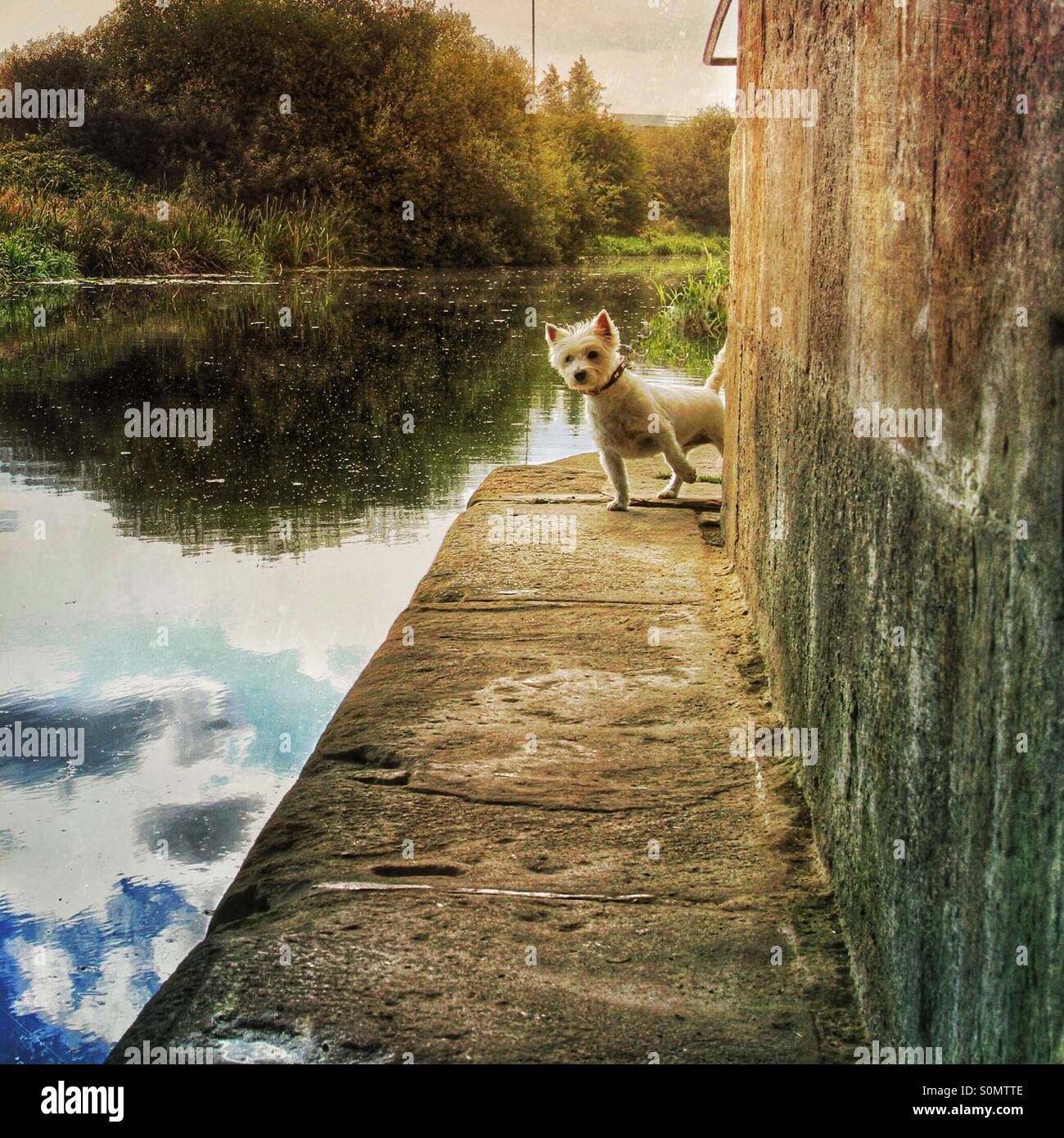 Un curioso Westie terrier picchi di cane fuori dall'angolo di un canal alzaia bridge. Foto Stock