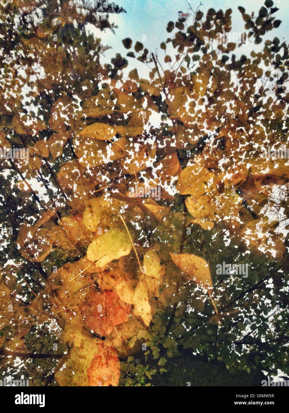 Autunno astratto, foglie colorate del tiglio sommerso in acqua con albero riflessioni sulla superficie Foto Stock