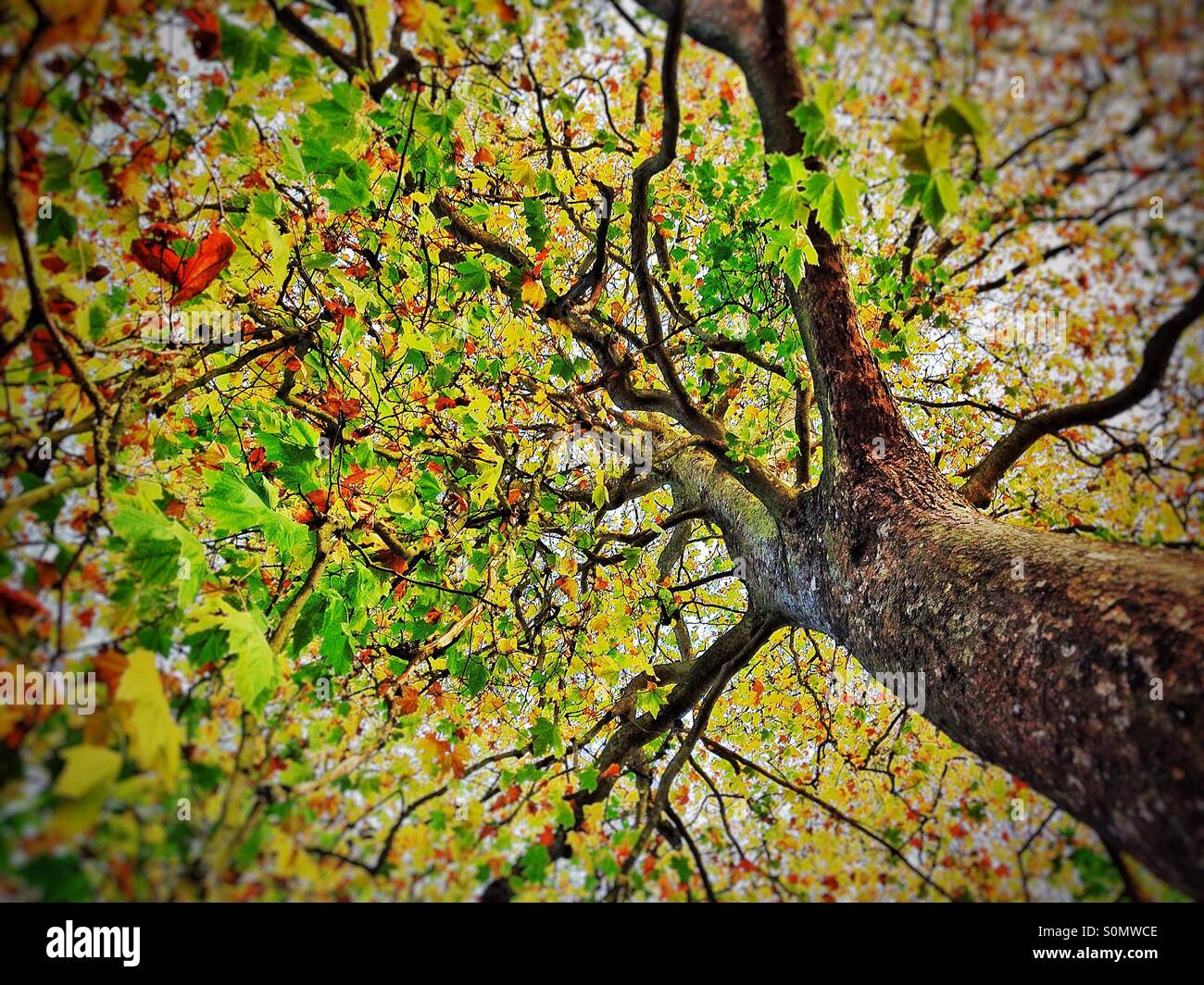 Autunno acero - Immagine stock catturata con smartphone