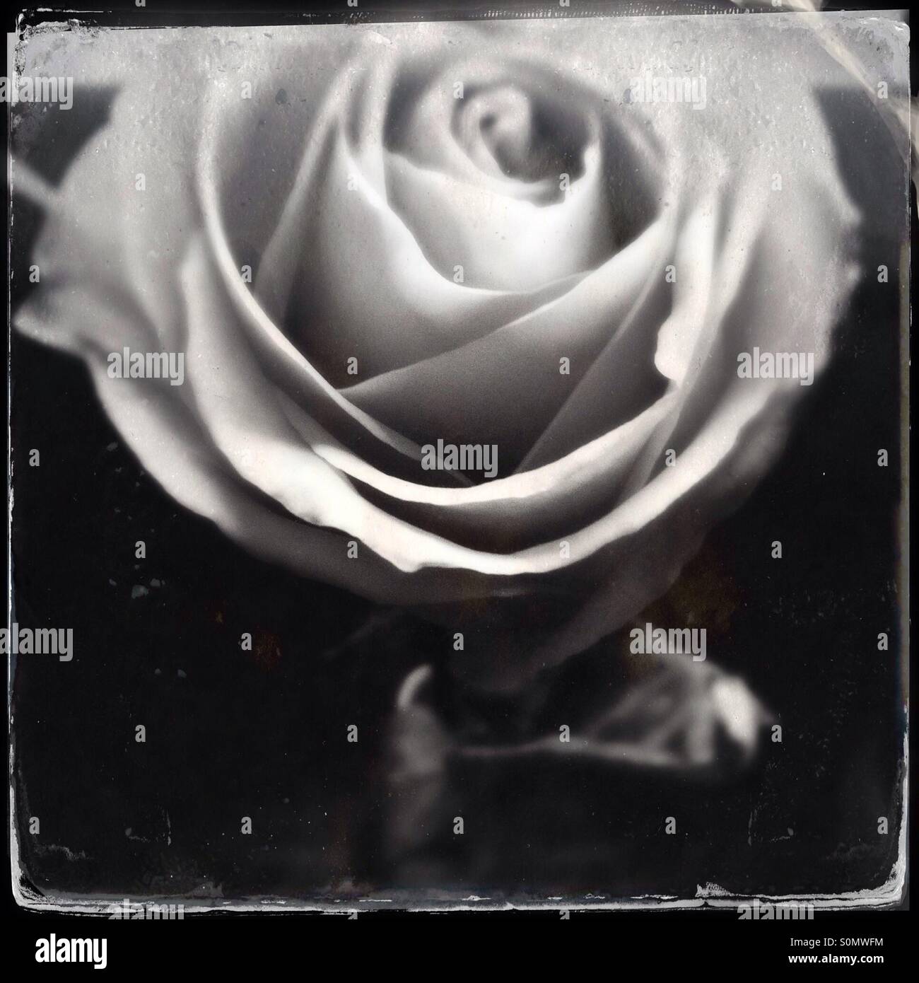 Vintage piastra umida come foto in bianco e nero di un unica rosa, shot close up da sopra Foto Stock