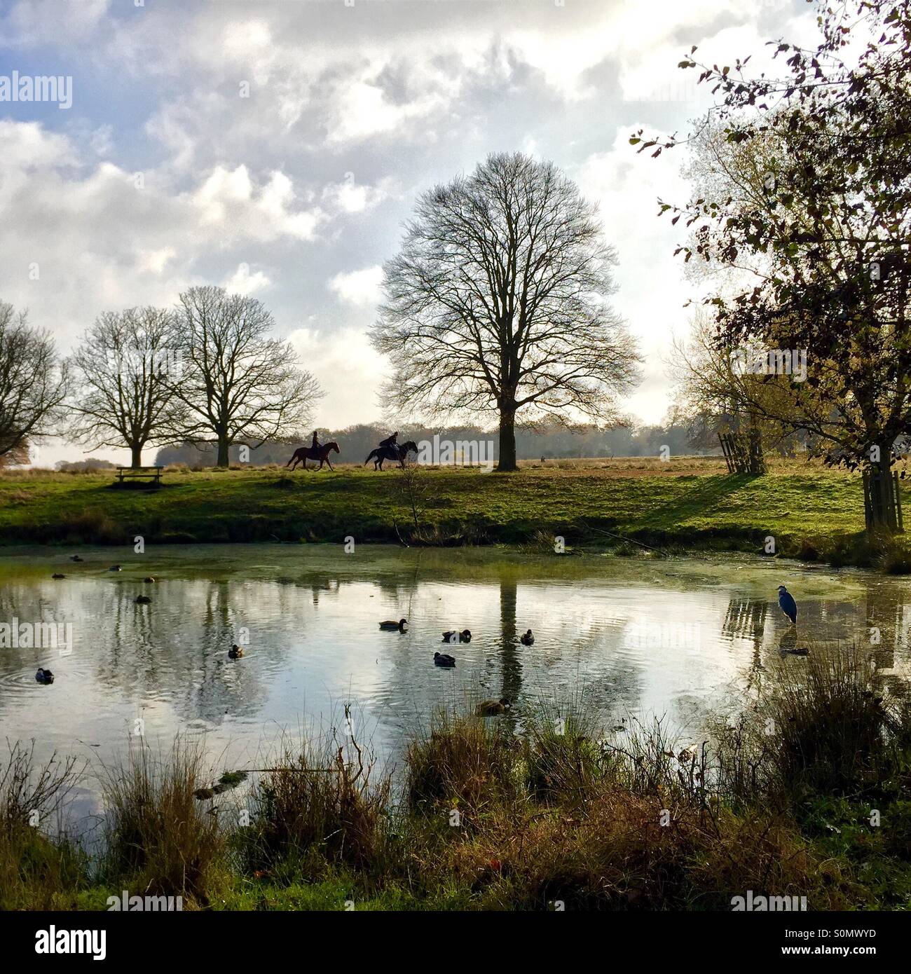 Cavalli nel Parco di Richmond, Surrey mentre un airone e anatre nuotare nello stagno Foto Stock