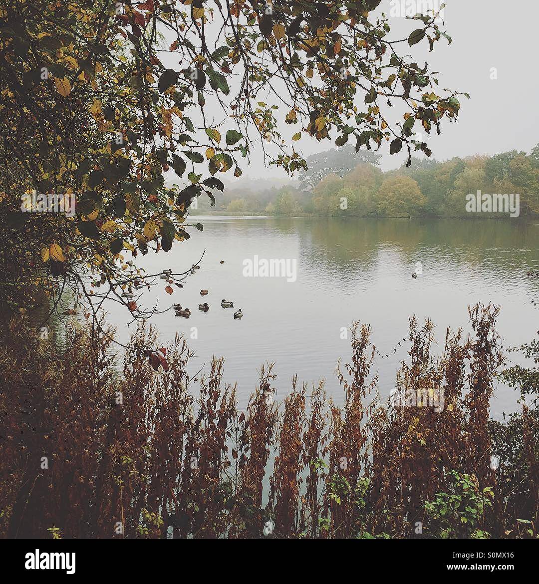 Autunno vista su un lago - Immagine stock catturata con smartphone