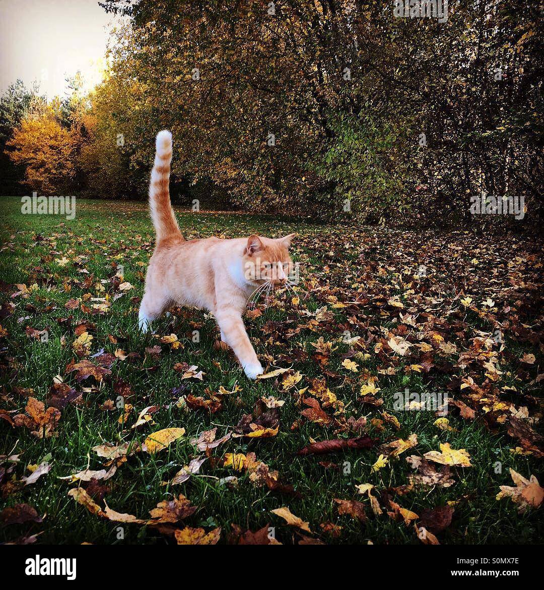 Lo zenzero e il gatto bianco a piedi su erba a bordo del bosco in autunno - Immagine stock catturata con smartphone