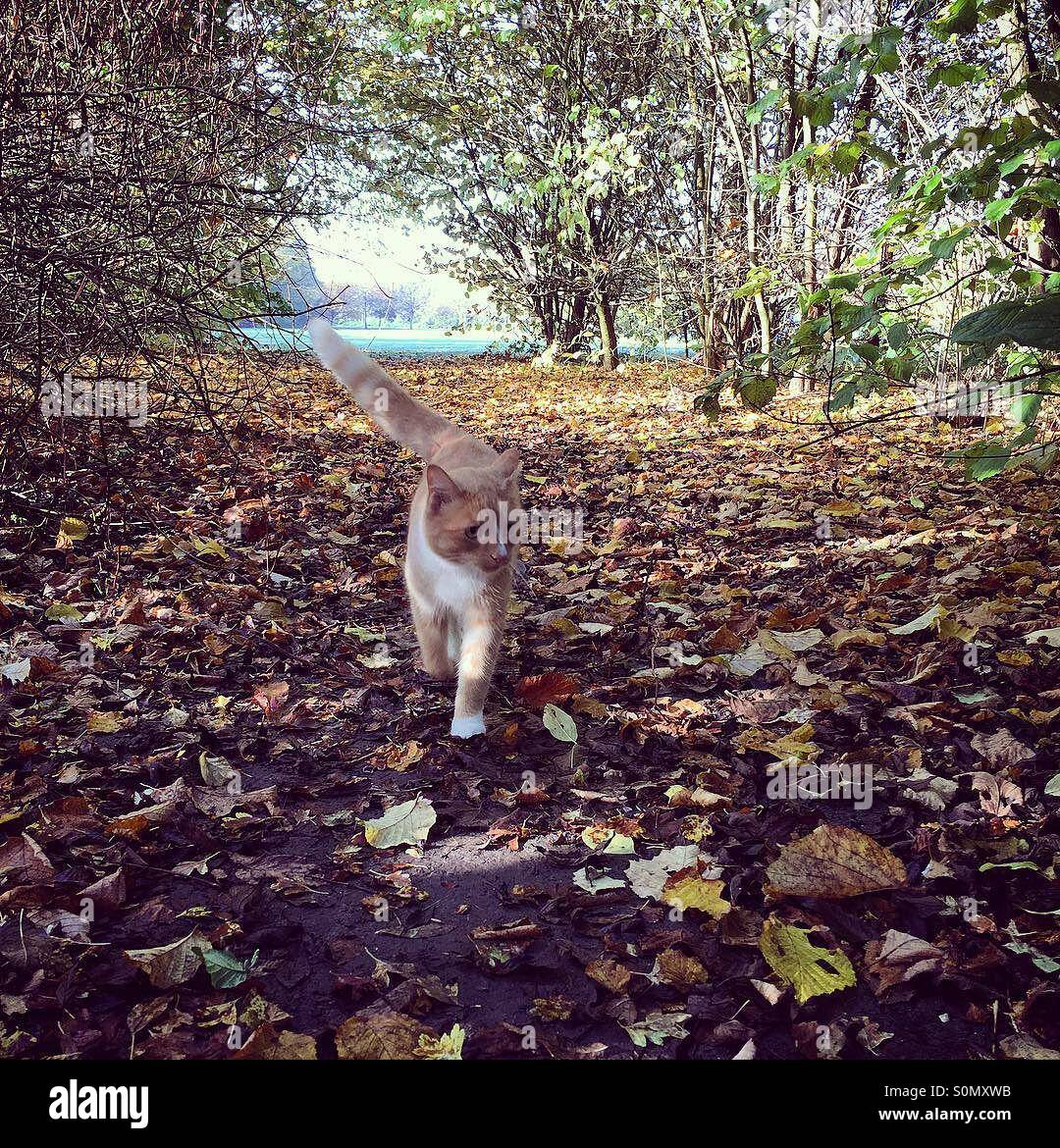 Lo zenzero cat a piedi attraverso il golden foglie autunnali - Immagine stock catturata con smartphone