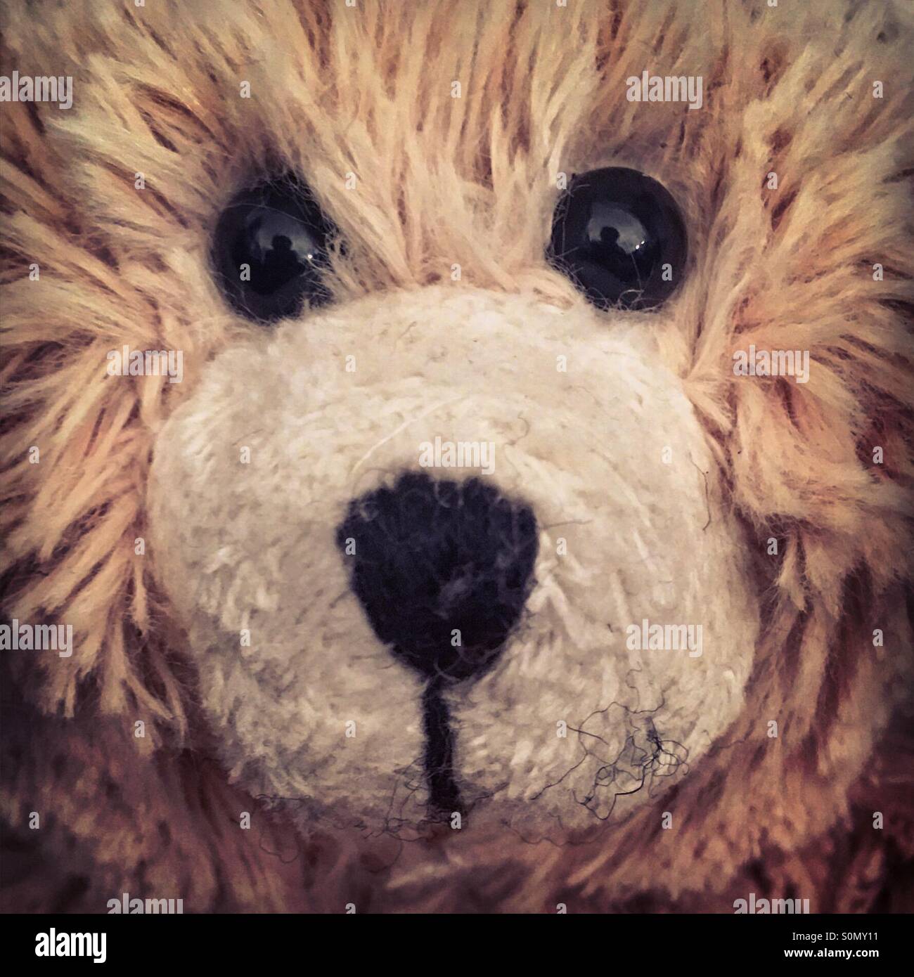 Close-up di un giocattolo morbido orso faccia. Foto Stock