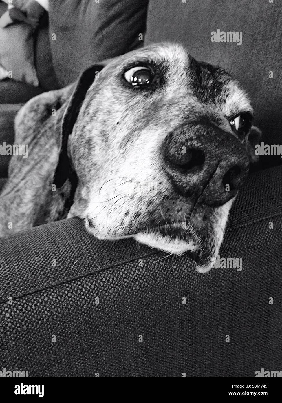 Vecchio cane in appoggio e guardare, in bianco e nero Foto Stock