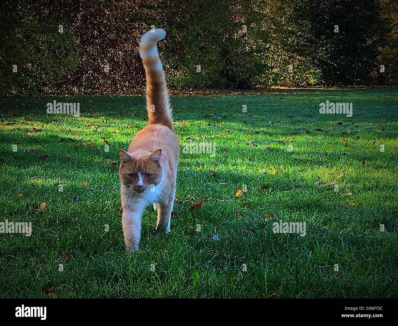 Lo zenzero cat camminando attraverso l'erba rugiadosa - Immagine stock catturata con smartphone