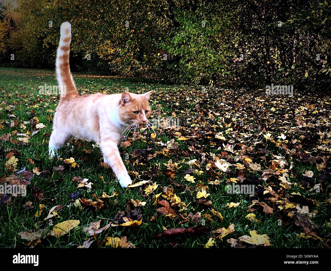 Lo zenzero cat a piedi attraverso le foglie di autunno - Immagine stock catturata con smartphone
