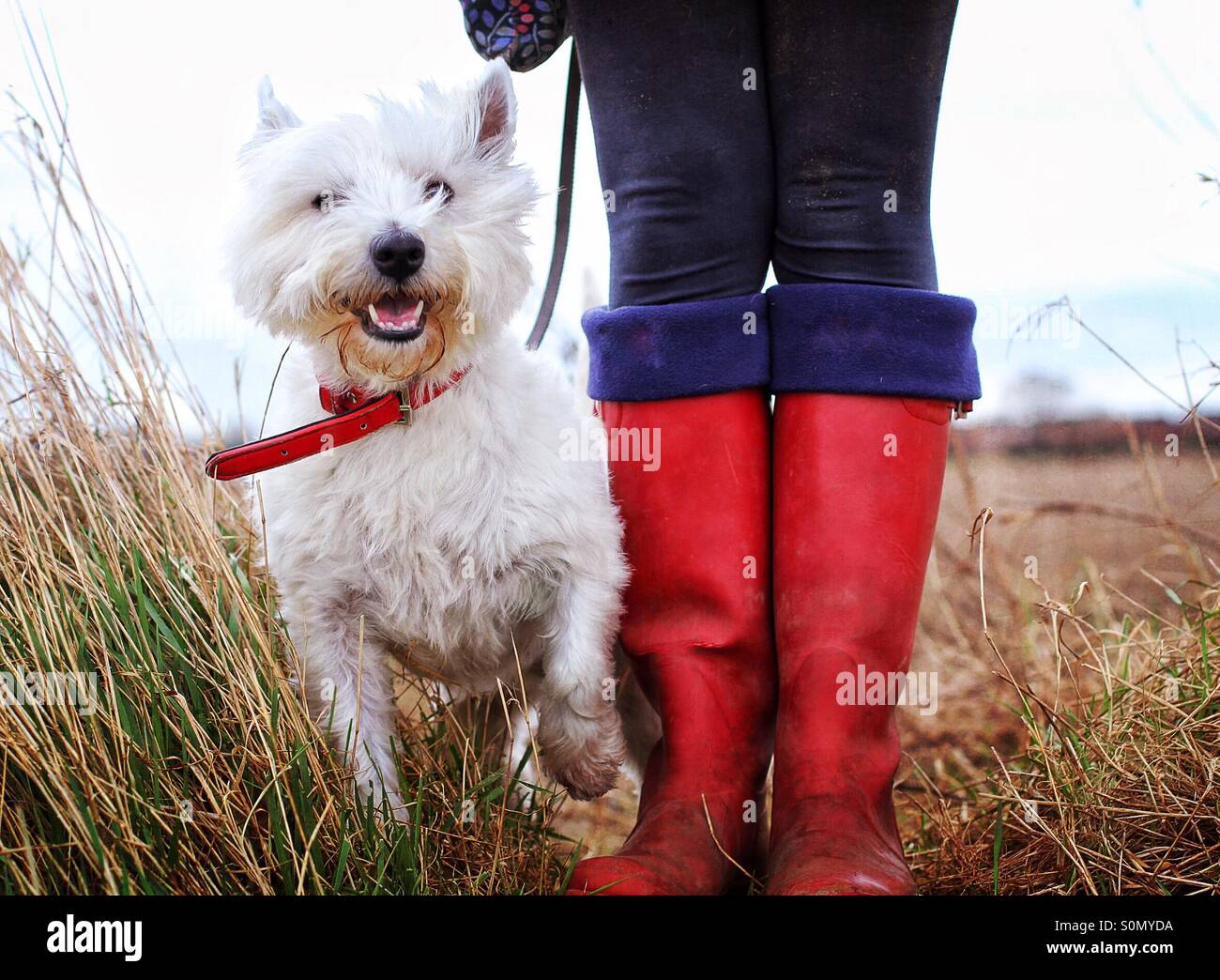 Un felice Westie terrier cane su un lungo cammino a piedi e in piedi accanto al suo proprietario nel loro colore rosso brillante wellies. Foto Stock