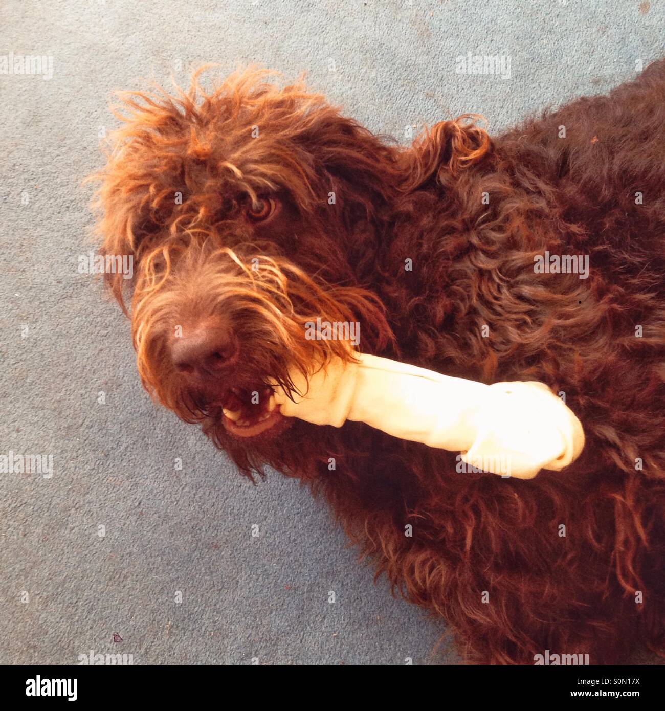 Labradoodle cane con un rawhide masticare! - Immagine stock catturata con smartphone