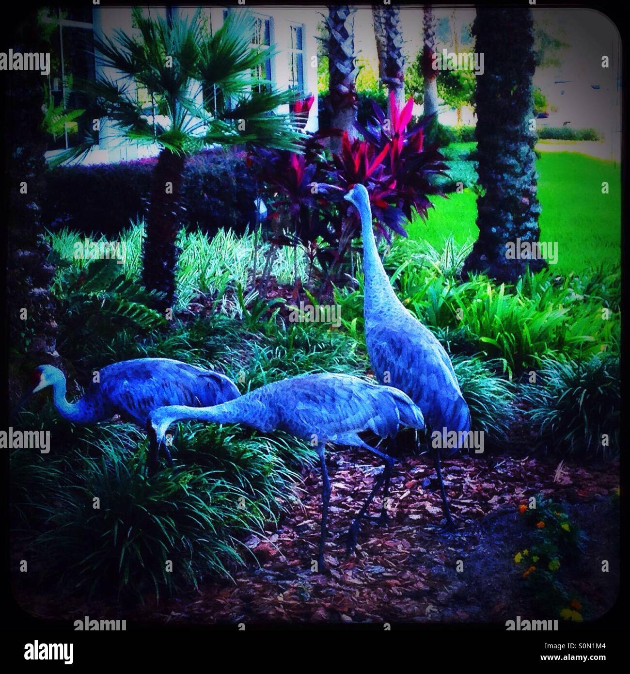 3 sand hill gru - Immagine stock catturata con smartphone