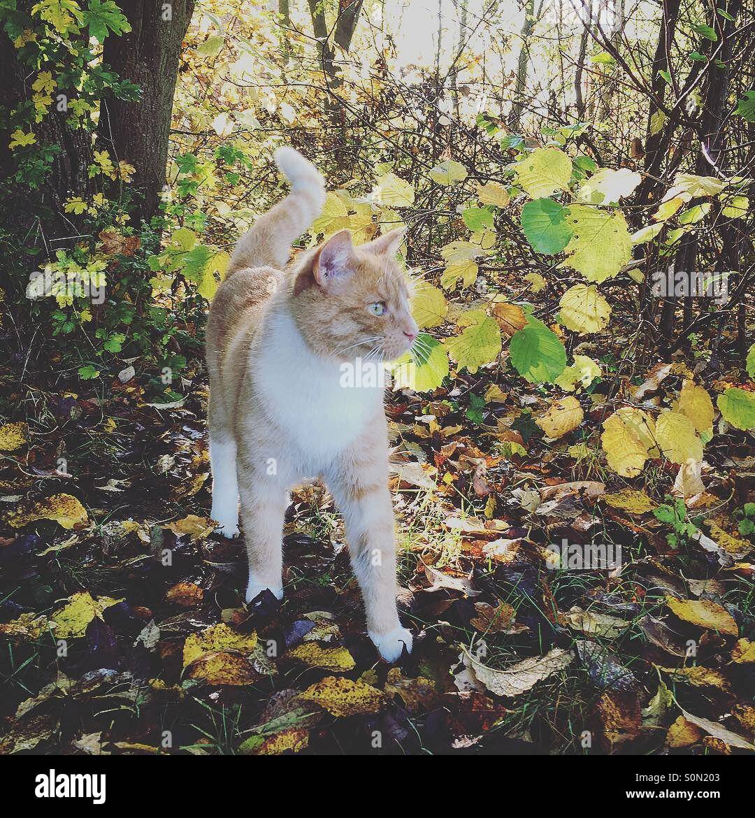 Cat nella foresta - Immagine stock catturata con smartphone