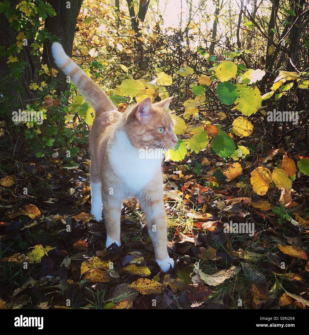 Gatto nella foresta di autunno - Immagine stock catturata con smartphone